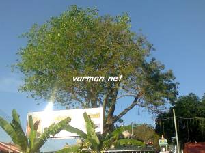 varman.net