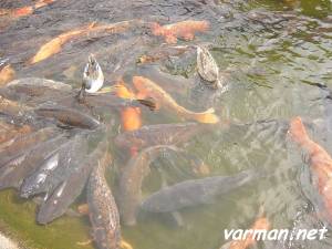 Tsukuba Chuo Koen (Central Park)