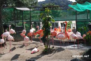 Kyoto Municipal Zoo's flamingoes