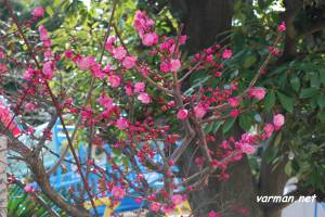 Japanese Plum (ume) Blossoms