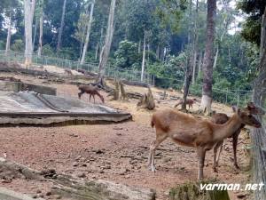 Taman Rusa ("Deer garden") - Bukit Cherakah