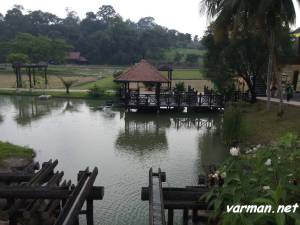 Botanical Garden's Paddy field