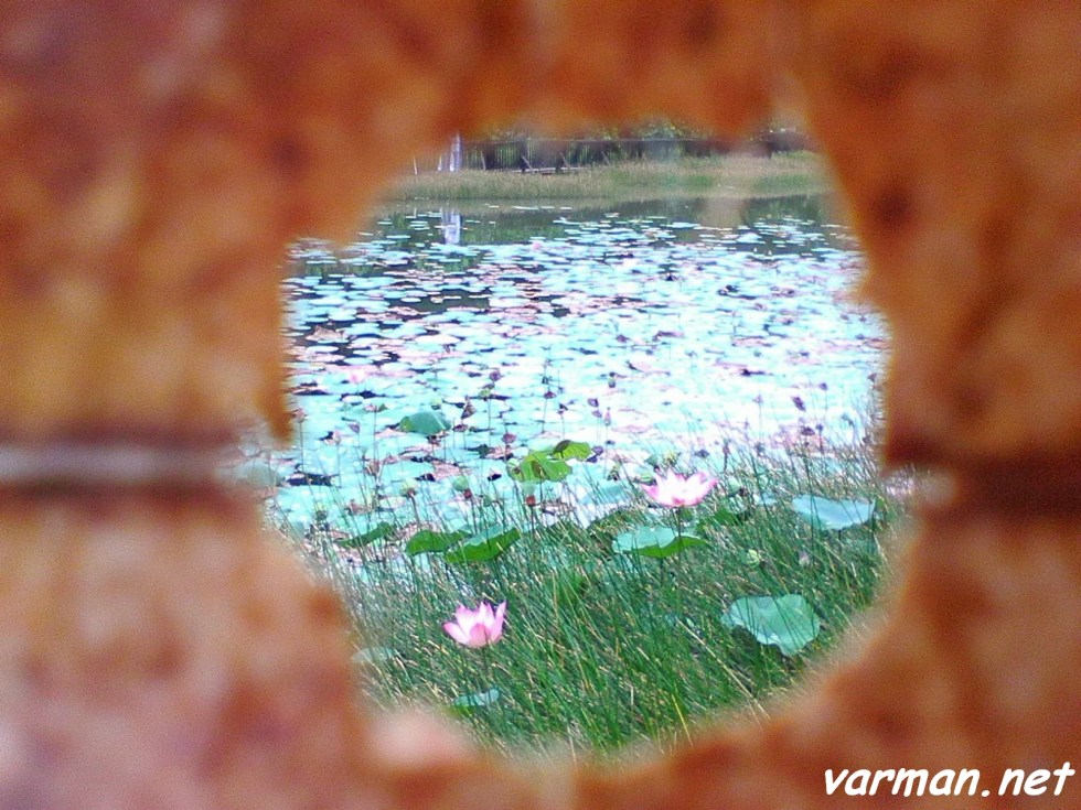 Framing:  Water lily, Mekar Shah Alam
